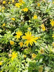 Euryops