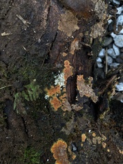 Phlebia radiata
