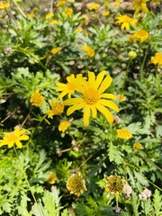 Euryops