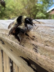Bombus vagans bolsteri