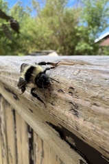 Bombus vagans bolsteri