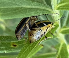 Trirhabda canadensis