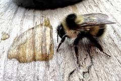 Bombus vagans bolsteri