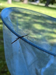Emesaya brevipennis