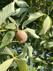 Aesculus