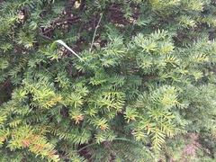 Taxus cuspidata