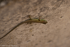 Lacerta viridis