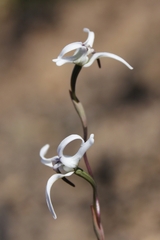 Disa biflora