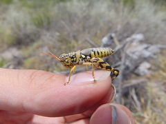 Agroecotettix modestus