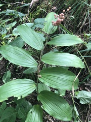 Maianthemum racemosum