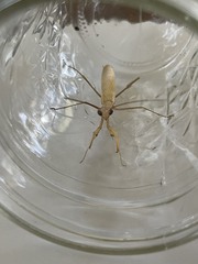 Schizomantodea