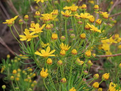 Euryops