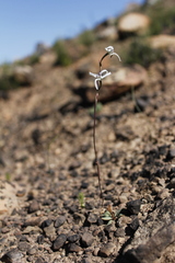 Disa biflora
