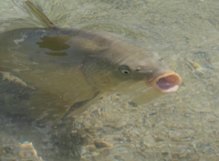 Cyprinus carpio carpio
