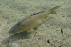Cyprinus carpio carpio