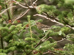Setophaga coronata coronata