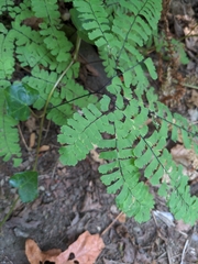 Adiantum aleuticum