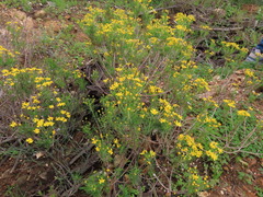 Euryops