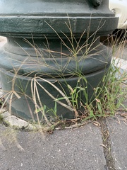 Digitaria sanguinalis