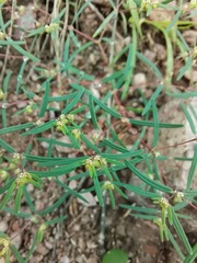 Euphorbia revoluta