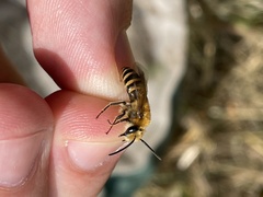 Colletes hederae