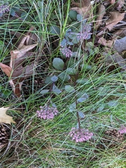 Hylotelephium telephium