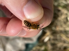Colletes hederae