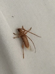 Cerambycoidea