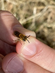 Colletes hederae