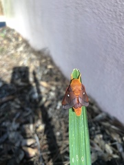 Anisota virginiensis