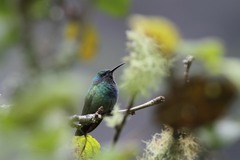 Colibri thalassinus