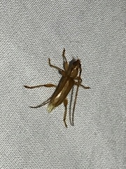 Cerambycoidea