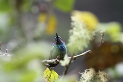 Colibri thalassinus