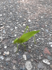 Tettigoniidae