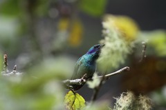 Colibri thalassinus