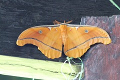 Antheraea