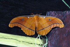 Antheraea