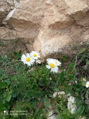 Bellis sylvestris