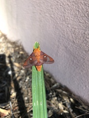 Anisota virginiensis