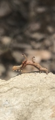 Nematocampa resistaria