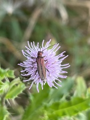 Oedemeridae