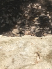 Nematocampa resistaria