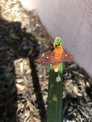 Anisota virginiensis