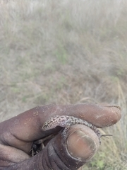 Hemidactylus turcicus