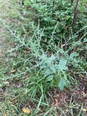 Symphyotrichum drummondii
