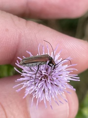 Oedemeridae