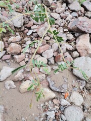 Kallstroemia grandiflora