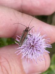 Oedemeridae