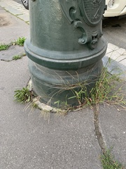 Digitaria sanguinalis