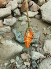 Kallstroemia grandiflora